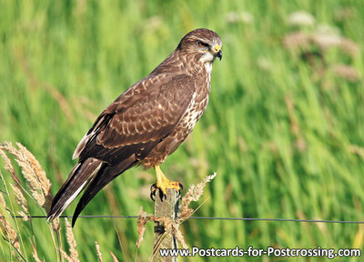 Common buzzard postcard