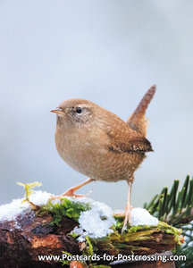 Wren postcard