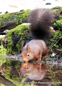 squirrel postcard - wildlife postcards