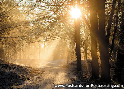 Postcard Dwingelderveld