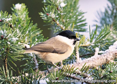 Marsh tit postcard