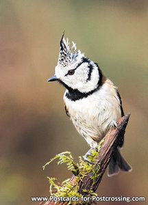 Crested tit postcard