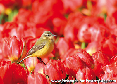 Postcard Western yellow wagtail in tulip field