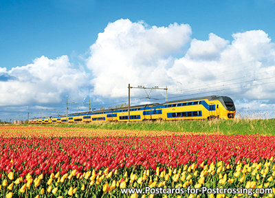 NS train with tulips postcard