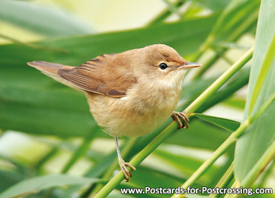 Postcard Marsh warbler