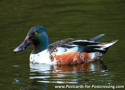 Northern shoveler postcard