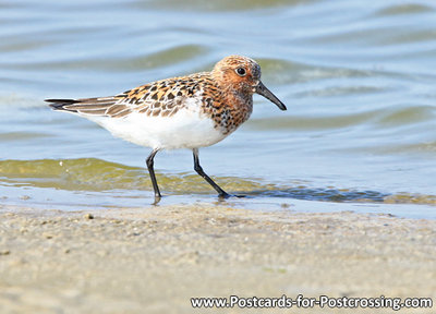 Little stint postcard