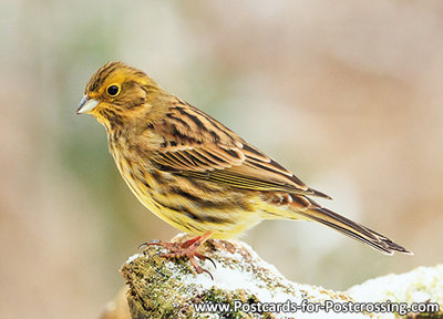 Yellowhammer postcard