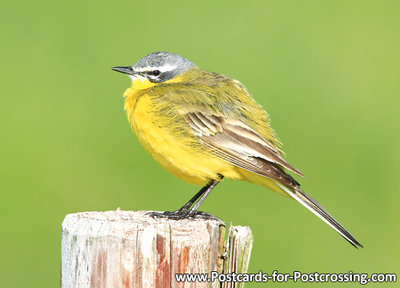 Western yellow wagtail postcard