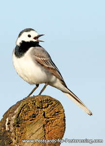 White wagtail postcard