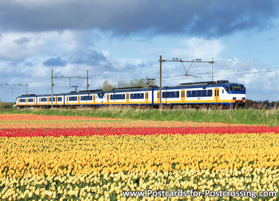 Sprinter train with tulip field postcard