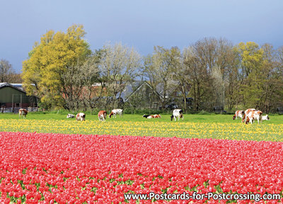 Tulip field with cows