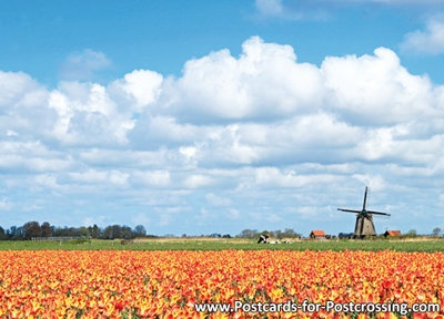 Postcard Mill with tulip field