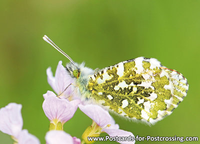 Postcard Orange tip