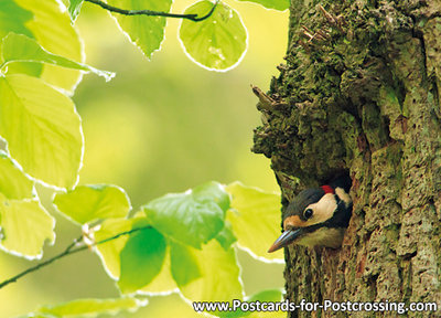 Great spotted woodpecker postcard 