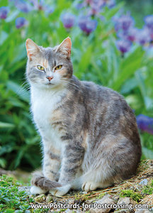 Postcard cat with flowers