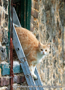 Cat on ladder postcard