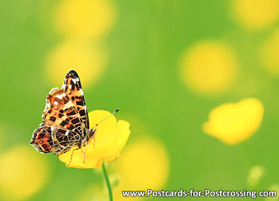 Postcard Map butterfly