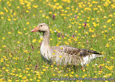 Greylag goose postcard