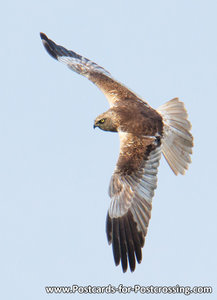 Western marsh harrier postcard