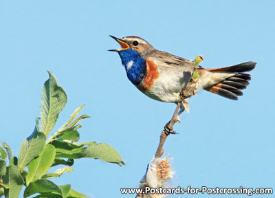 Bluethroat postcard