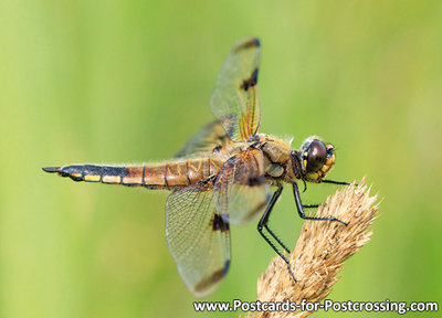 Dragon postcard Four spotted chaser