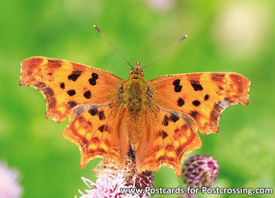 Polygonia c-album postcard