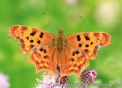 Polygonia c-album postcard