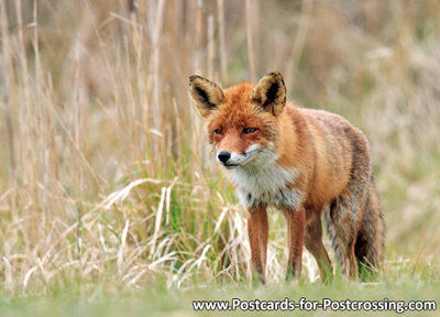 Fox postcard - wildlife postcards