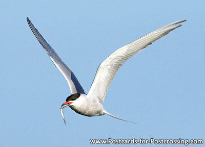 Common tern postcard
