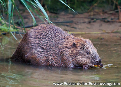 Beaver postcard