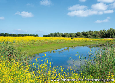 Oostvaardersplassen postcard