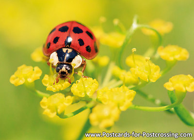 Lady beetle postcard