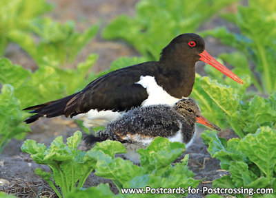 Eurasian oystercatcher postcard