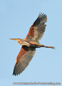 Purple heron postcard