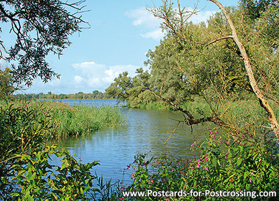 Biesbosch postcard