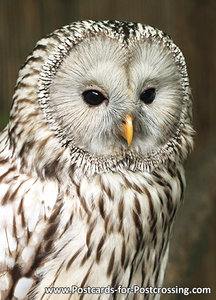 Ural owl postcard