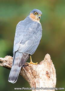 Sparrow hawk postcard