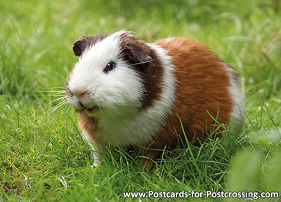 Cavia postcard