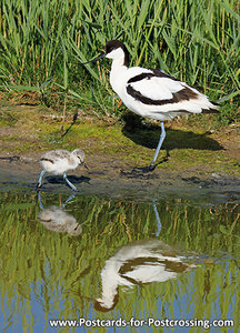 Pied avocet with young postcard