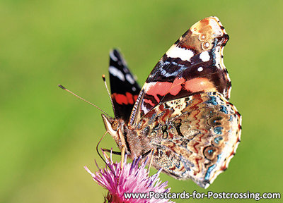 Painted lady postcard