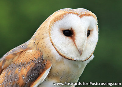 Barn owl postcard