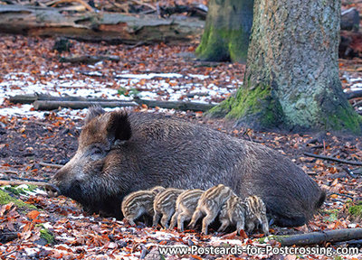 wild boar postcard