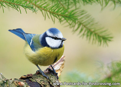 Blue tit postcard