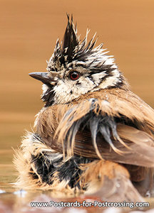 European crested tit postcard