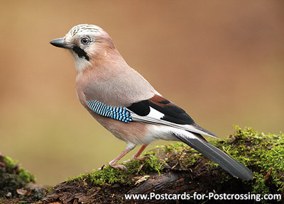 Eurasian jay postcard