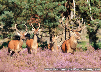 Postcard Red deer