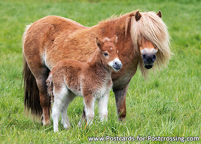 Shetland pony postcard