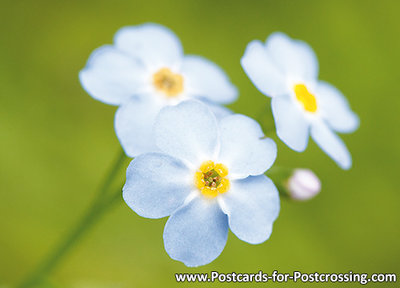 Field forget-me-not postcard