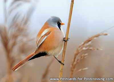 Bearded reedling postcard